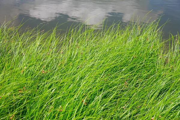 池塘边的芦苇 — 图库照片