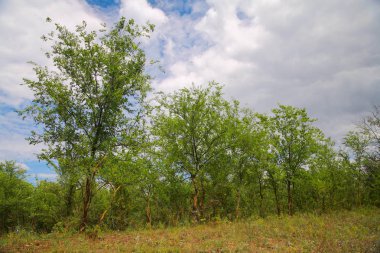 Yaz aylarında doğal peyzaj