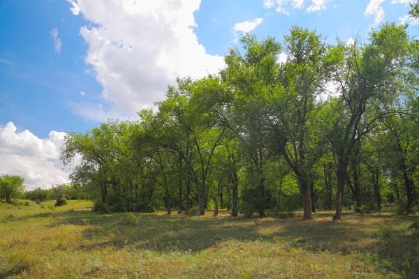 Natuurlijke landschap in de zomer — Stockfoto