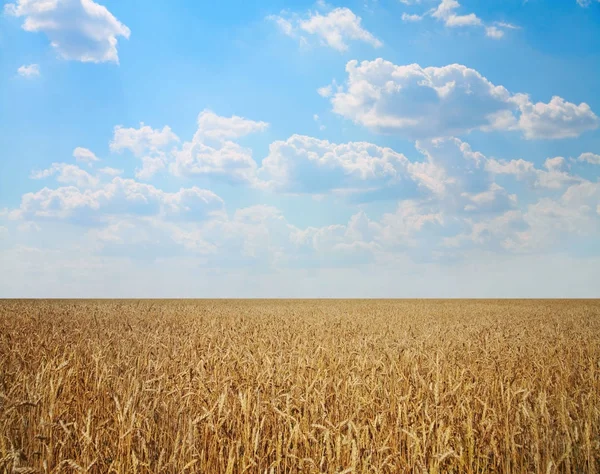 Пшеничное поле против неба — стоковое фото