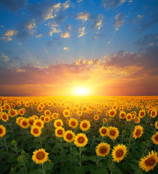 Sonnenblumen am Sonnenuntergang — Stockfoto
