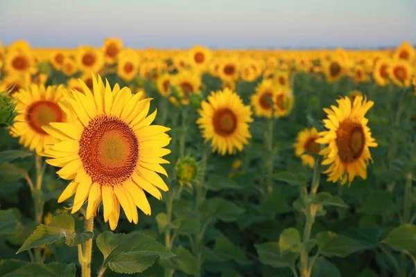 Field of sunflowers — Stock Photo, Image