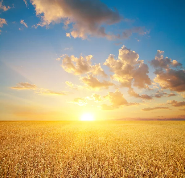 Gün batımında buğday tarlası