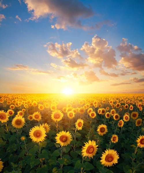 Ayçiçeği günbatımı üzerinde