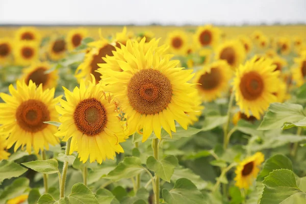 Field of sunflowers — Stock Photo, Image