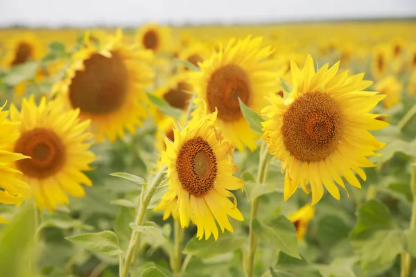 Field of sunflowers — Stock Photo, Image