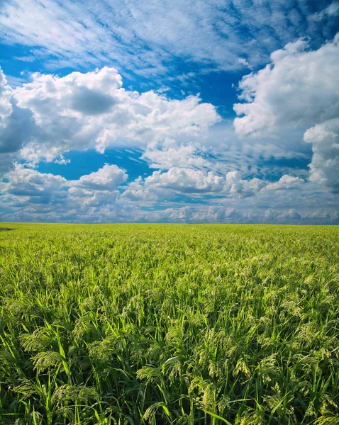 Millet veld (sorgho) — Stockfoto