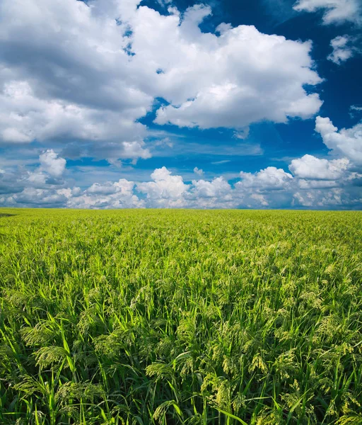 Millet veld (sorgho) — Stockfoto
