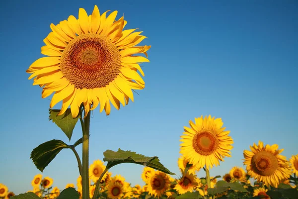 Sunflowers on the field — Stock Photo, Image