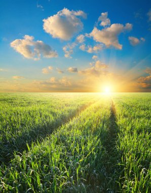 Yeşil alan arpa şafak