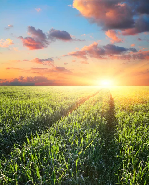 Groene weide gerst bij zonsondergang — Stockfoto