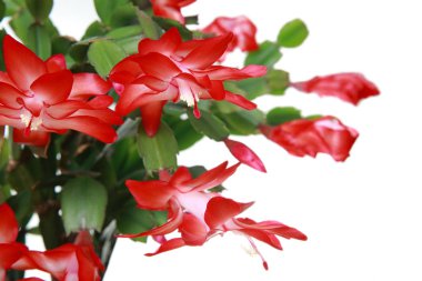 Schlumbergera
