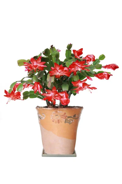 Flor de Schlumbergera — Foto de Stock