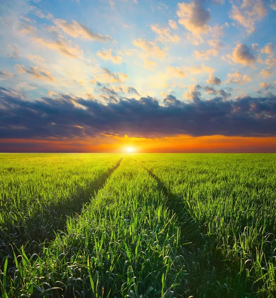 Zonsondergang op het veld — Stockfoto