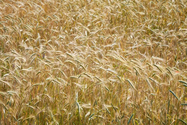 Barley field