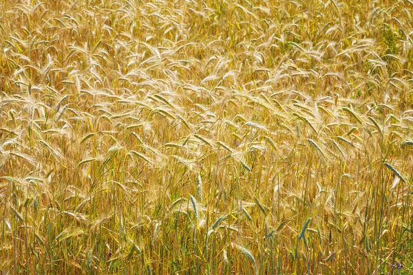 Barley field — Stock Photo, Image