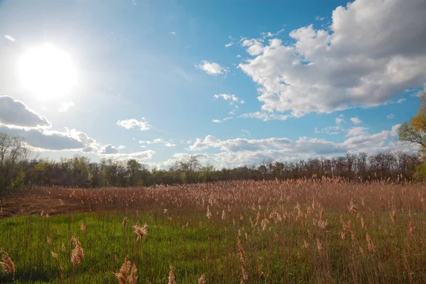 Landschap met riet — Stockfoto