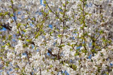 Mavi gökyüzüne karşı çiçek açan kiraz