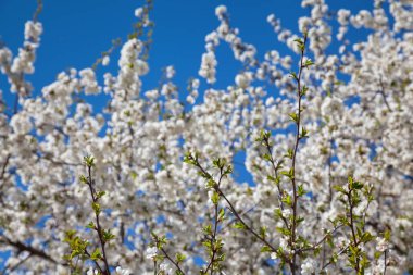 Mavi gökyüzüne karşı çiçek açan kiraz