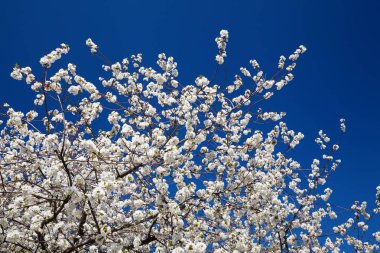 Mavi gökyüzüne karşı çiçek açan kiraz