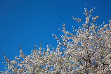Mavi gökyüzüne karşı çiçek açan kiraz