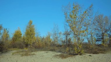 Sonbahar ormanı güneşli bir günde, ağaçlar mavi gökyüzünün arka planında