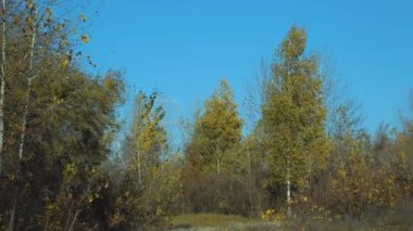 Sonbahar ormanı güneşli bir günde, ağaçlar mavi gökyüzünün arka planında