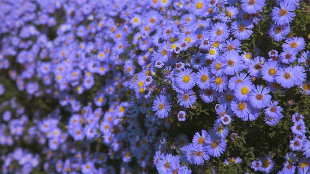 Bloemen Aster Lange Termijn Bush Een Bloembed Close — Stockvideo