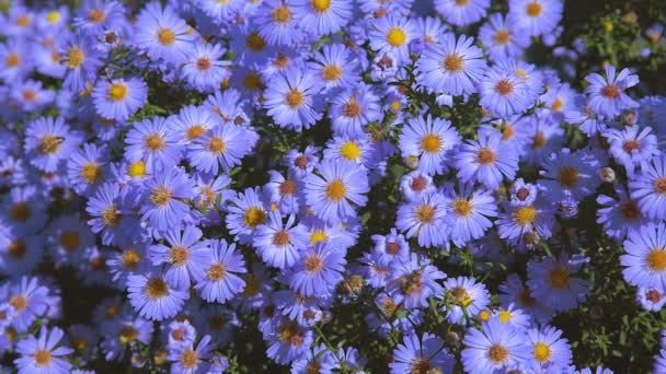 Λουλούδια Aster Μακροπρόθεσμα Θάμνος Ένα Παρτέρι Closeup — Αρχείο Βίντεο