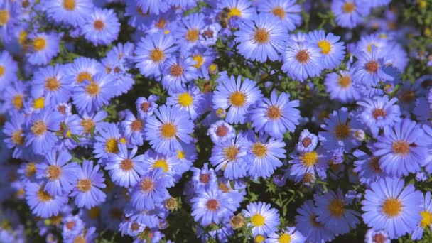 Λουλούδια Aster Μακροπρόθεσμα Θάμνος Ένα Παρτέρι Closeup — Αρχείο Βίντεο