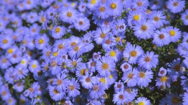 Çiçekler Aster uzun vadede, çalılar çiçek tarhında, yakın plan. 