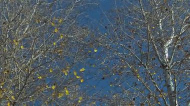 Sonbaharda kavak ağacı mavi gökyüzüne karşı