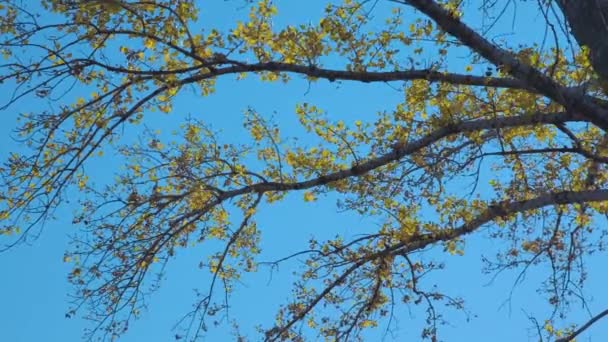 Feuilles Jaunes Sur Les Branches Peuplier Automne Contre Ciel Bleu — Video