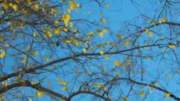 Sárga Levelek Nyárfaágakon Ősszel Kék Ellen — Stock videók