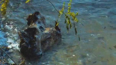 Nehir sörfünde tahta blok, yakın çekim