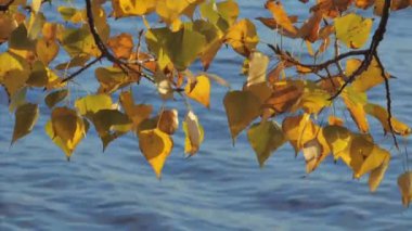 Sonbaharda nehir suyunun yanındaki kavak dallarında sarı yapraklar.