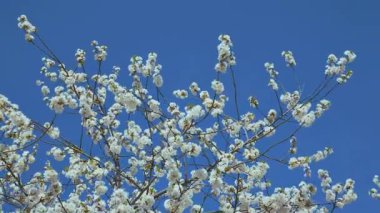 Çiçekli kiraz, dalları mavi gökyüzüne karşı