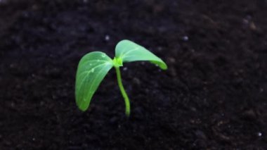 Salatalık filizi bir elden sulanır.