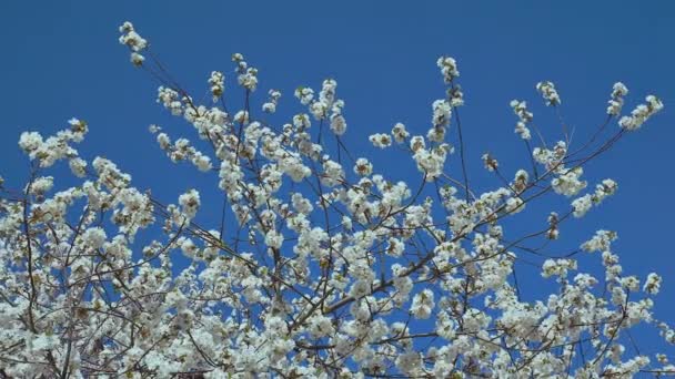 Virágzó Cseresznye Ágak Kék Felé — Stock videók