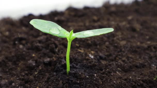 Sprout Van Komkommer Wordt Gedrenkt Uit Een Hand — Stockvideo