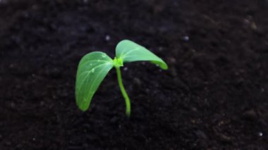 Salatalık filizi, beyaz arka planda bir pipetten döllenir.