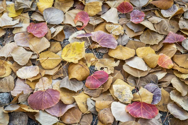 Aspen leaves background — Stock Photo, Image