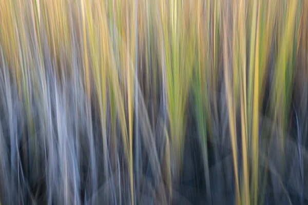 Reed - natuur bewegingsonscherpte abstract — Stockfoto