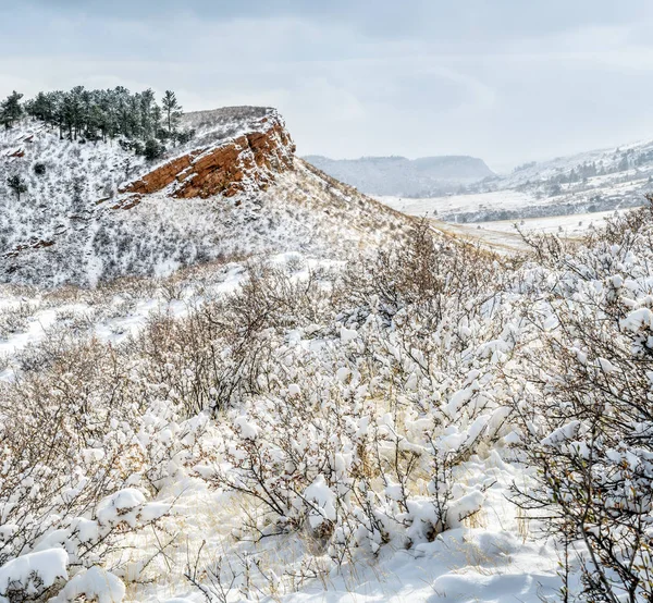 新鮮な雪の中でコロラド州の丘陵地帯 — ストック写真