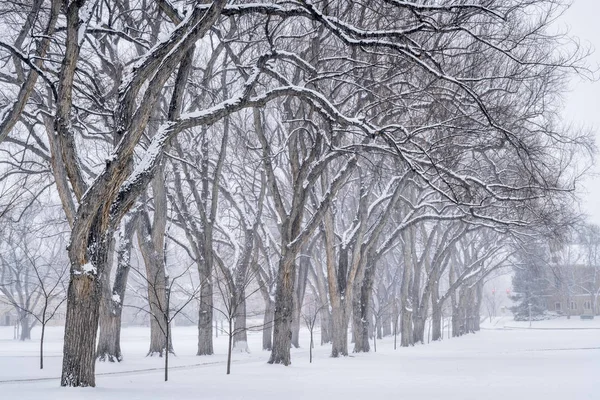 Alley of old elm trees at university campus — Stock Photo, Image