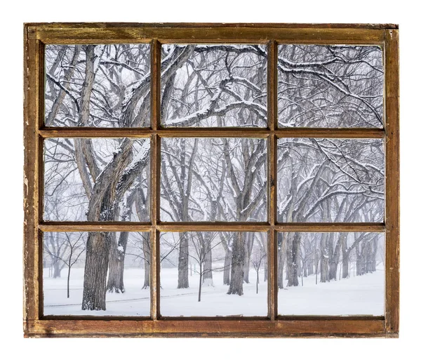 胡同里的老榆树在暴雪 — 图库照片