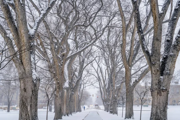 Alley of old elm trees at university campus — Stock Photo, Image