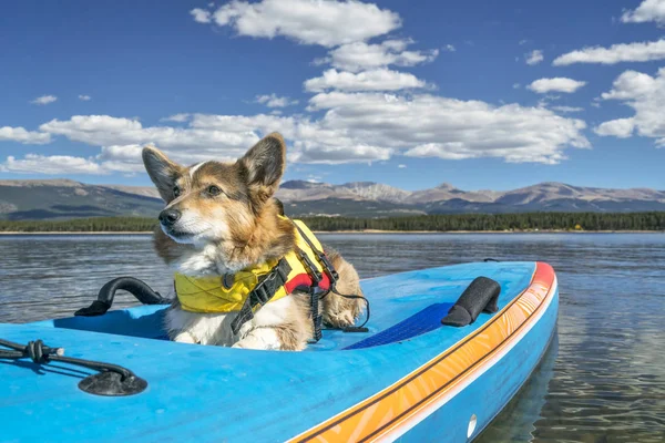Stå upp paddling med en hund — Stockfoto