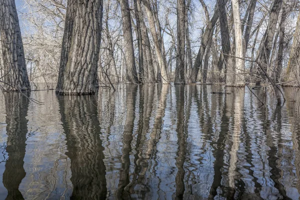 Arbres immergés dans l'eau du lac — Photo