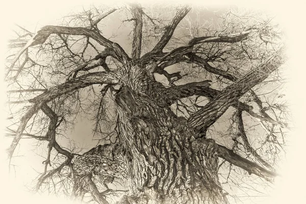 Γιγάντιο δέντρο βαμβακιού το χειμώνα — Φωτογραφία Αρχείου